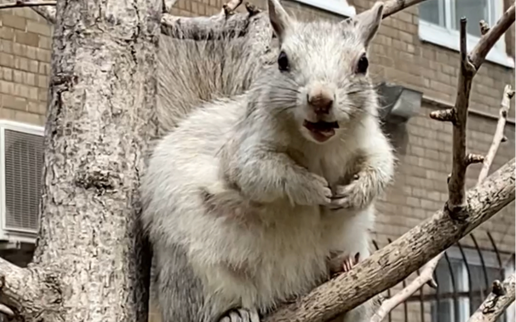 花花是只母松鼠!