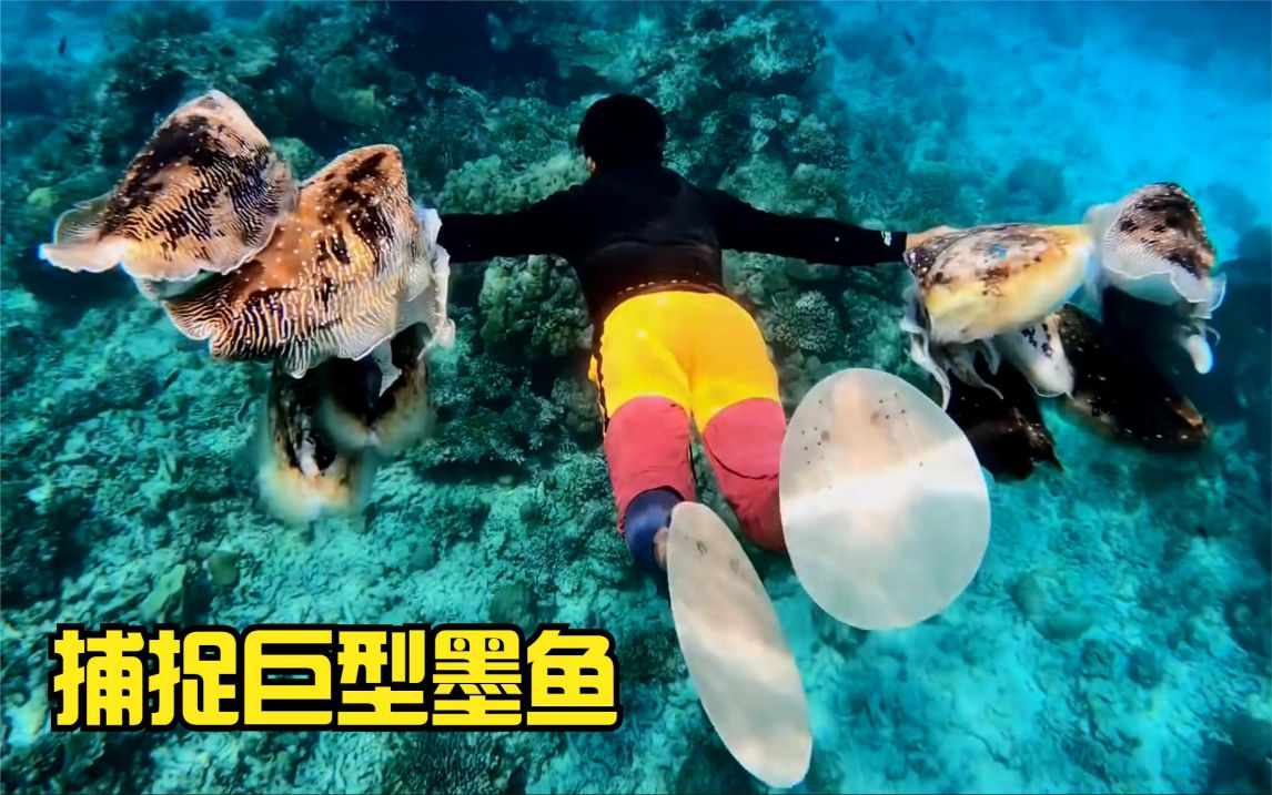 三十斤重的超级大墨鱼,肚子里的墨汁得有好几斤,你猜值多少钱