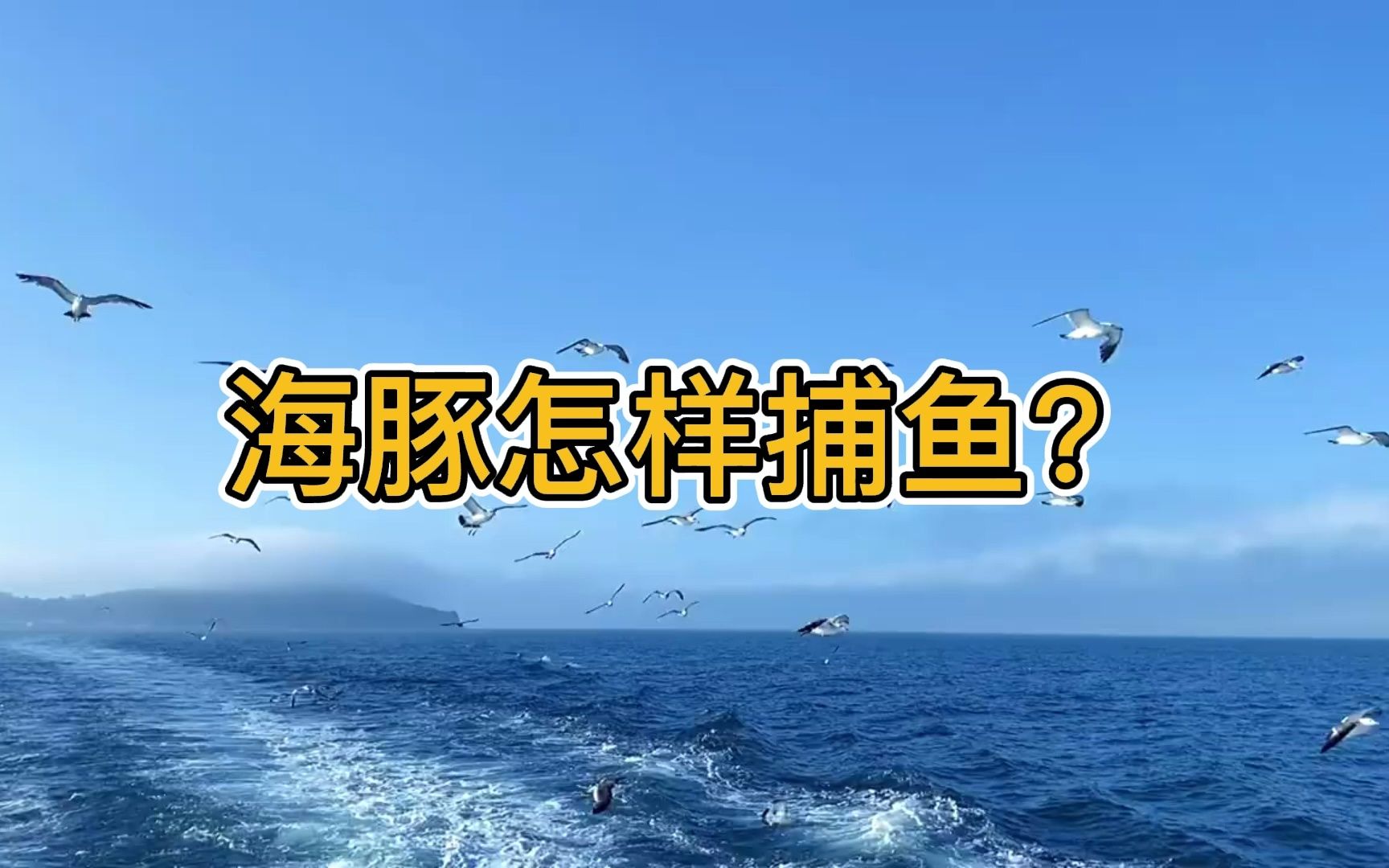 动物世界2海豚哔哩哔哩bilibili