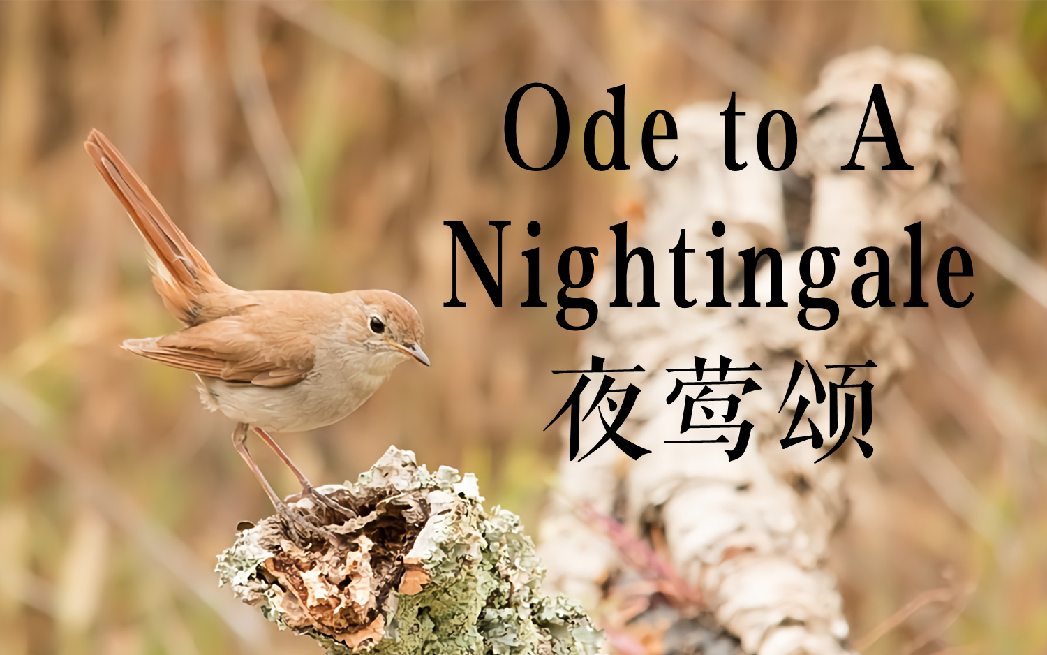 [图]三位英国男星 | 朗读诗歌《夜莺颂》（Ode to A Nightingale）【中英字幕】