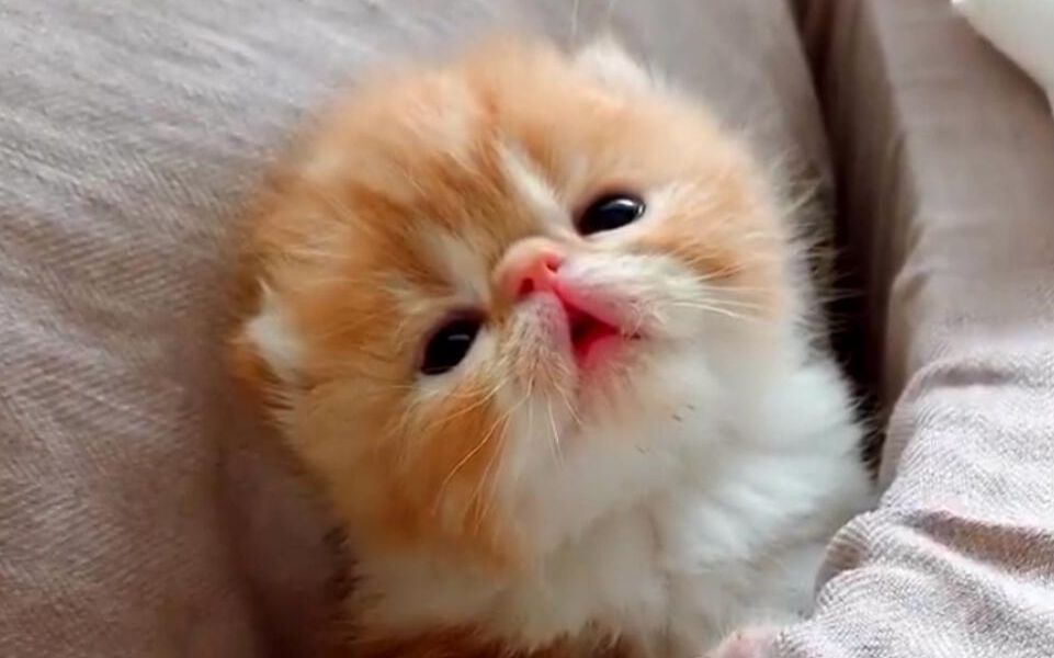 呆呆的菠萝头～一脸呆萌的小傻样