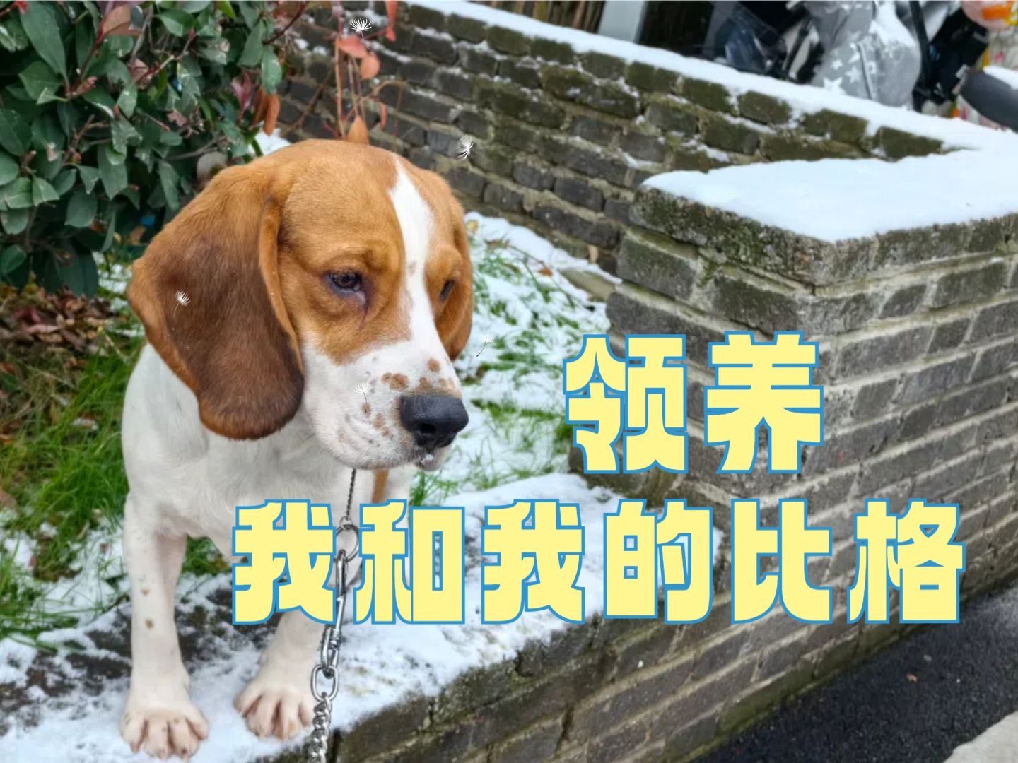 试验比格犬领养经历哔哩哔哩bilibili