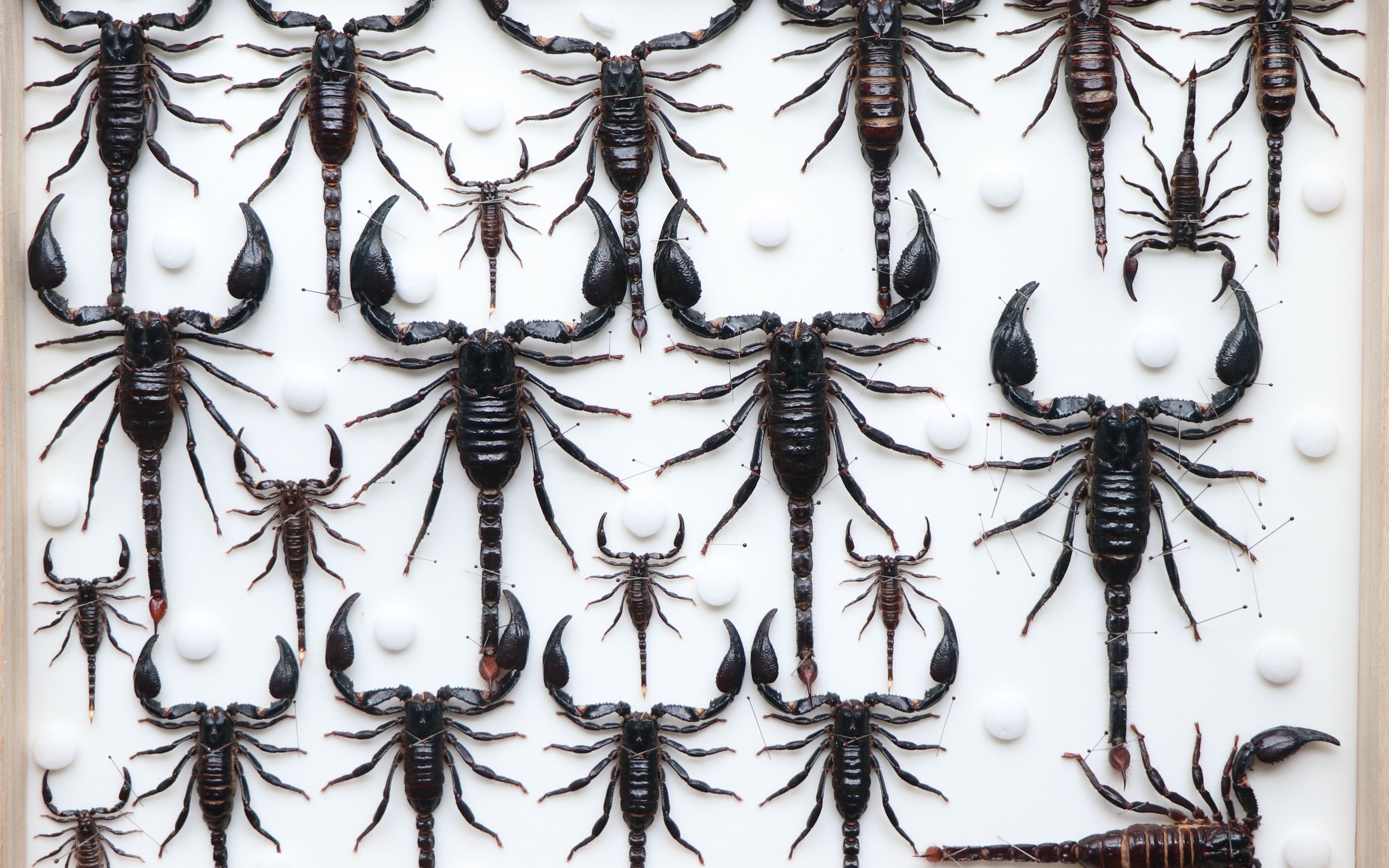 标本浅看狭义异距蝎属heterometrussensustricto的四个物种形态差异