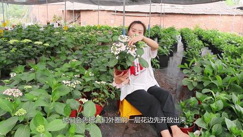 星花火开花如同烟火般绽放的绣球 哔哩哔哩 Bilibili