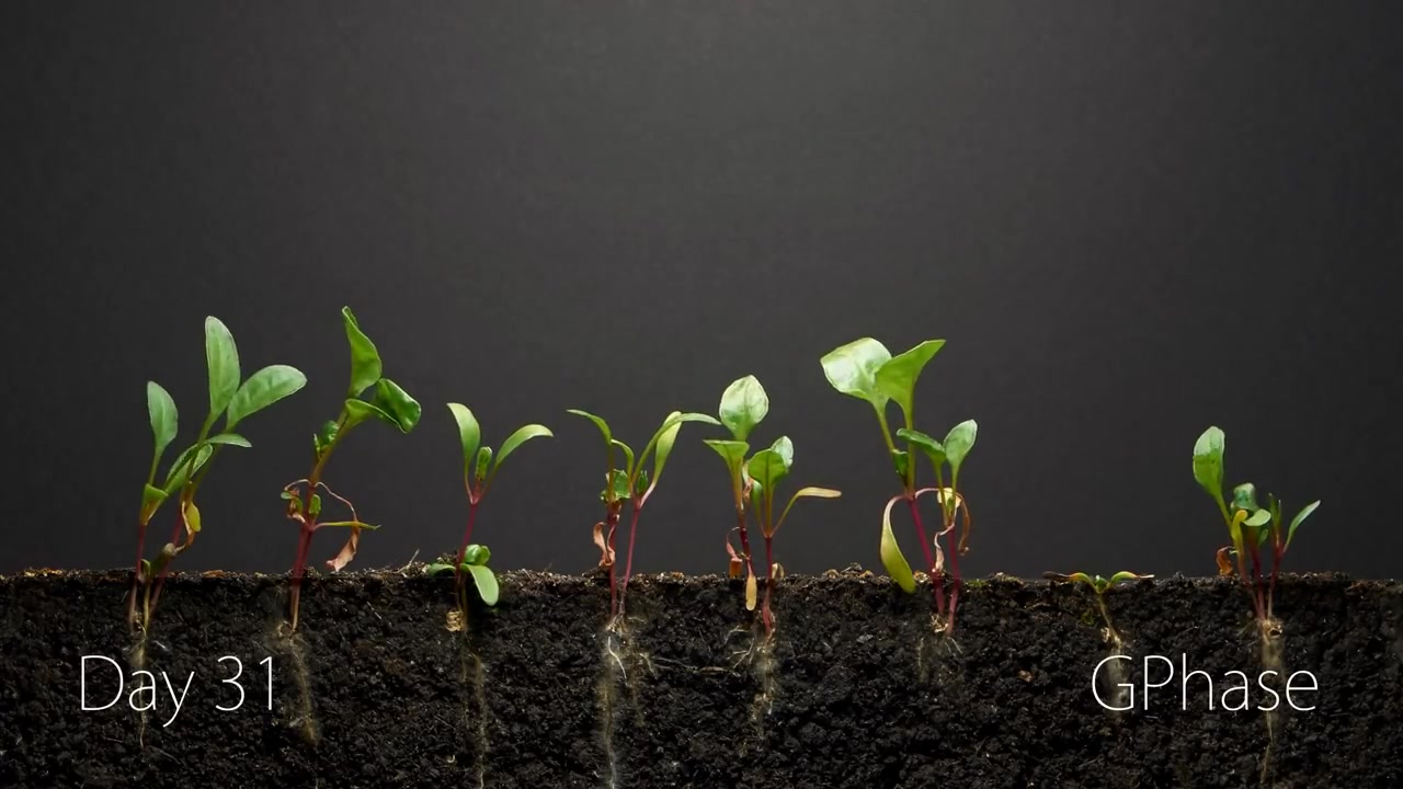 初中生物 七上 种子植物菠菜的生长40天延时摄影哔哩哔哩bilibili