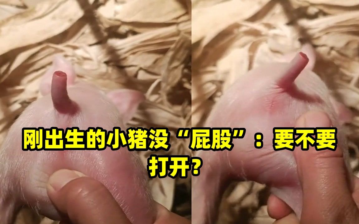 刚出生的小猪没“屁股”:要不要打开?哔哩哔哩bilibili