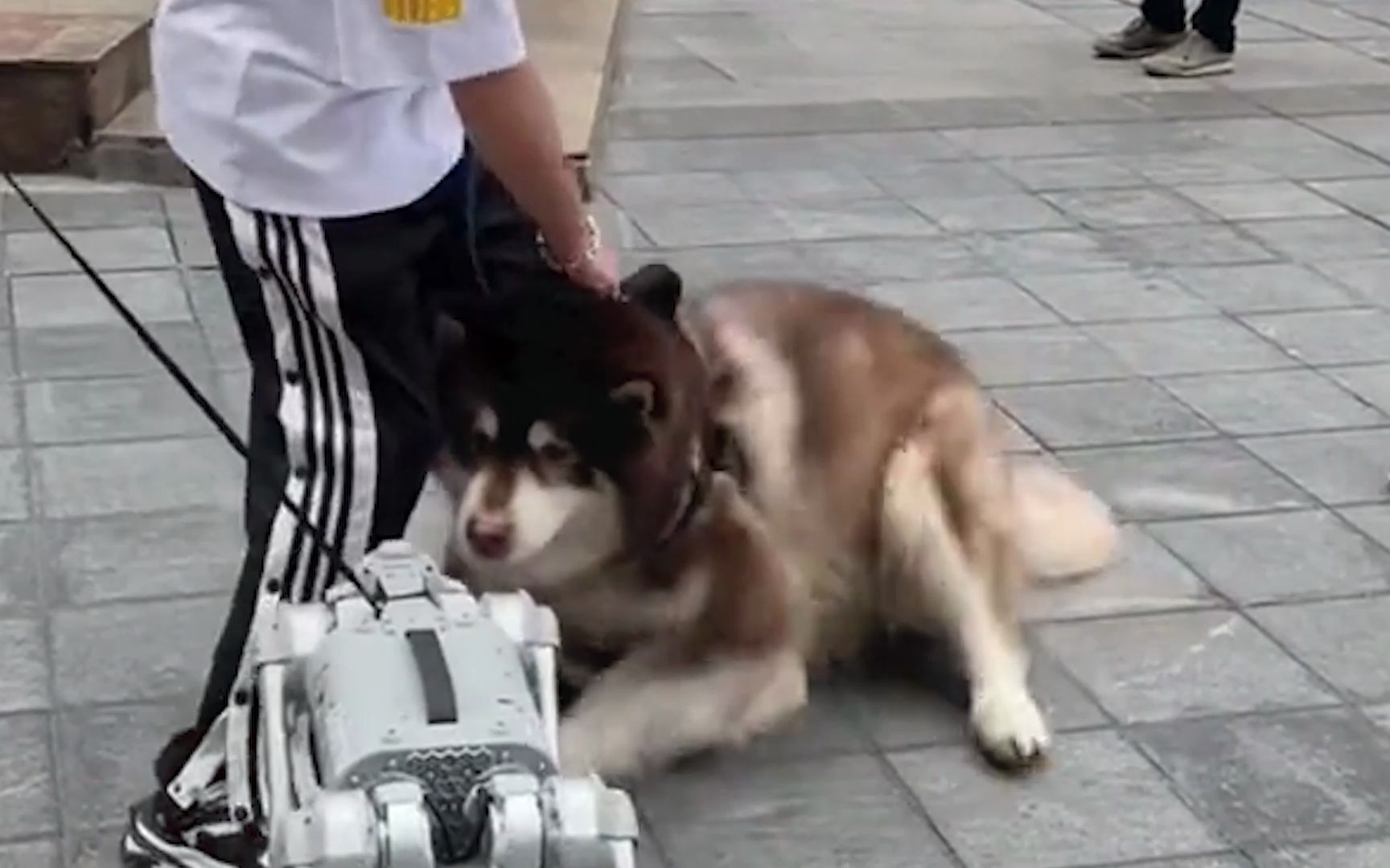 大型秒怂现场!真狗子遇上机器狗用尽全身来抗拒_哔哩哔哩_bilibili