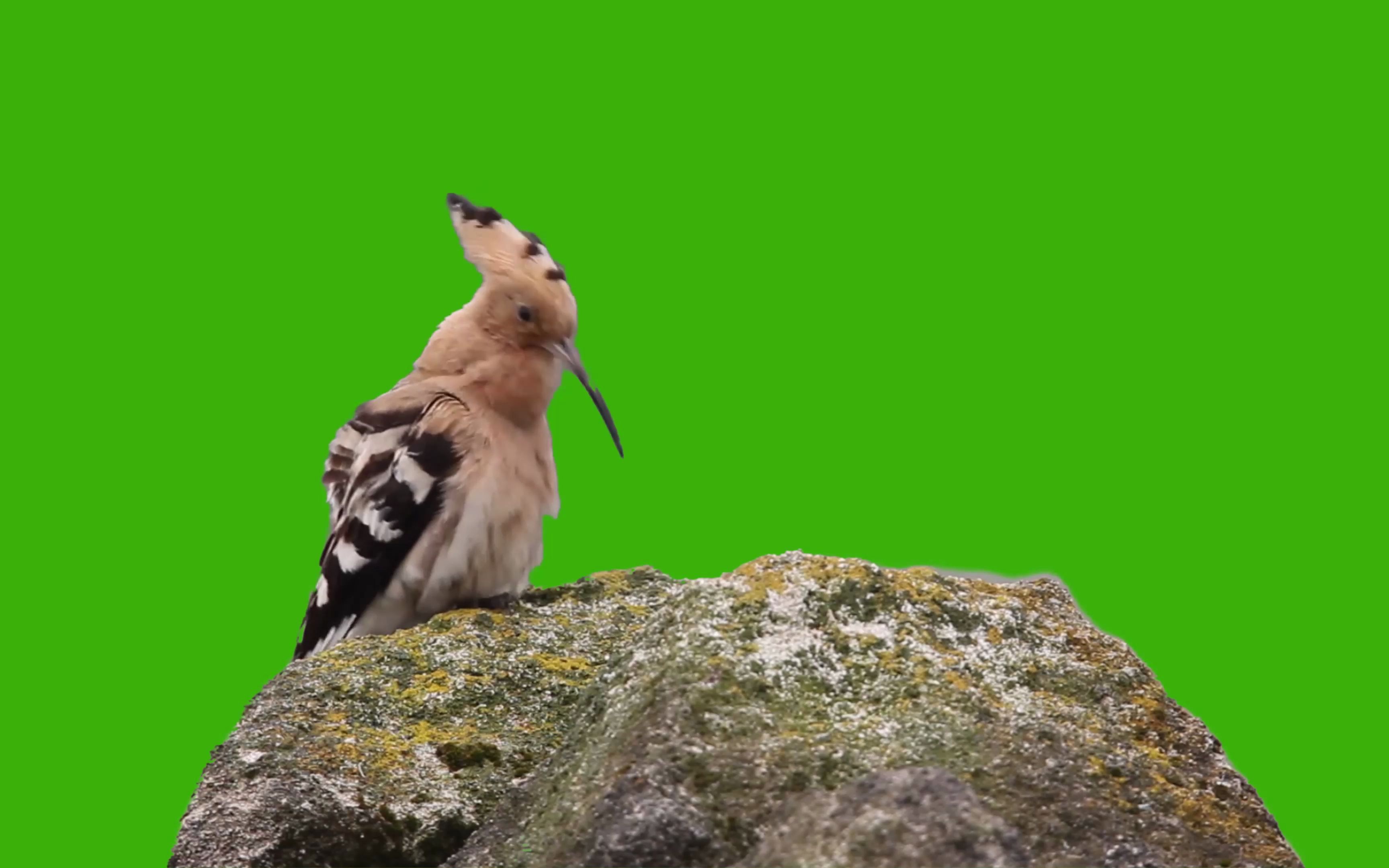 绿幕视频素材戴胜鸟