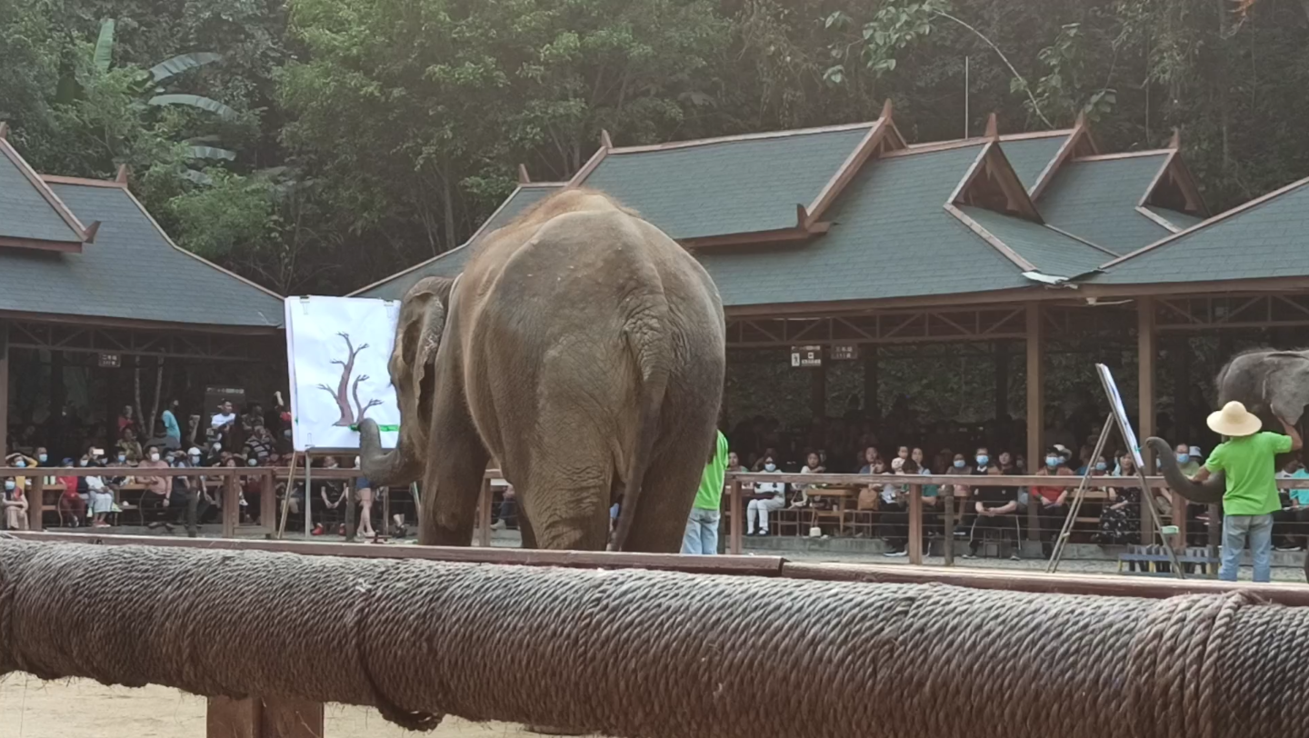 云南西双版纳热带地区野象谷小母象用长鼻子9199粘绿色颜料在白纸