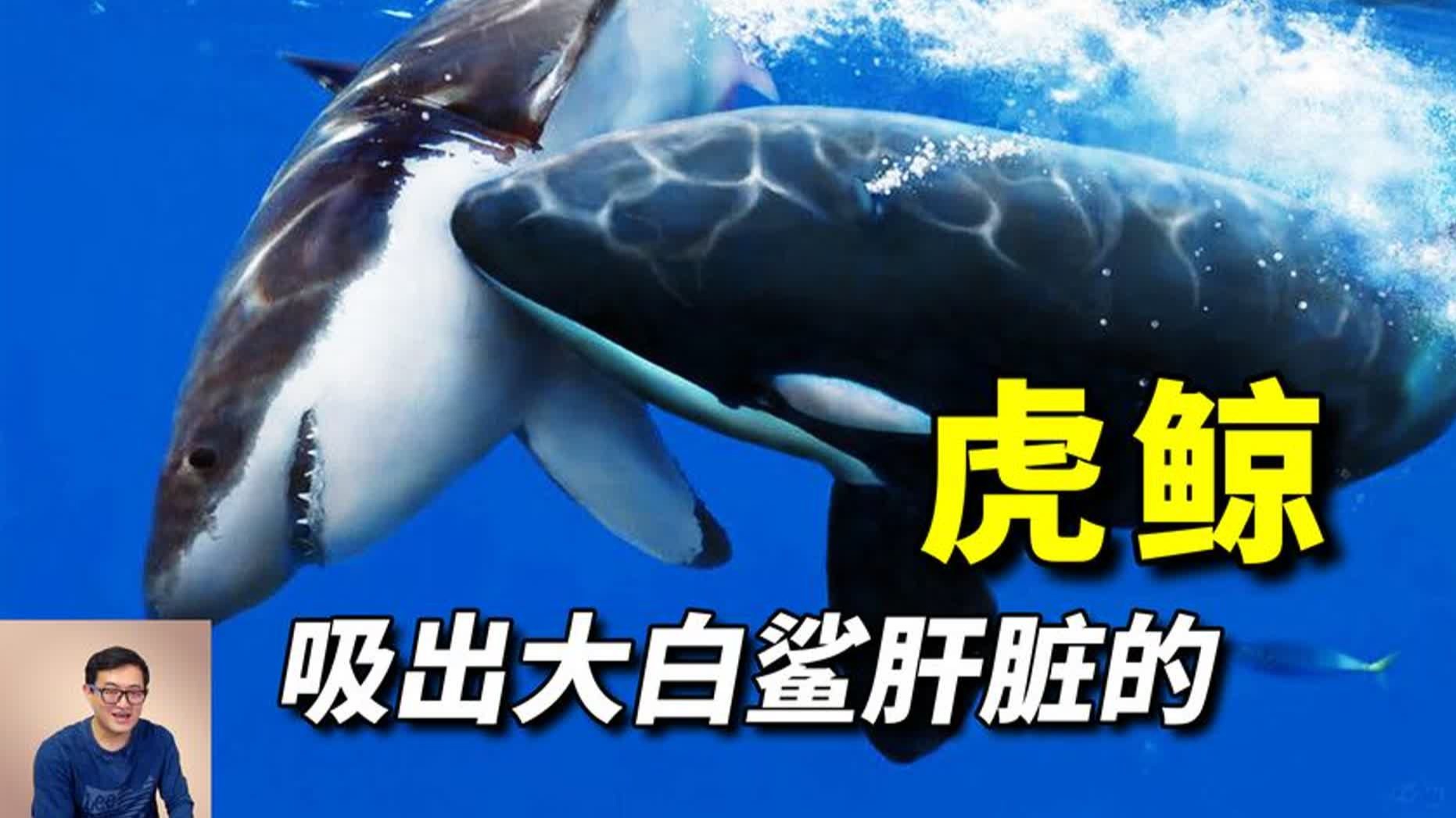 虎鲸为什么不攻击人类,它们和人类有什么特殊关系?为什么在线