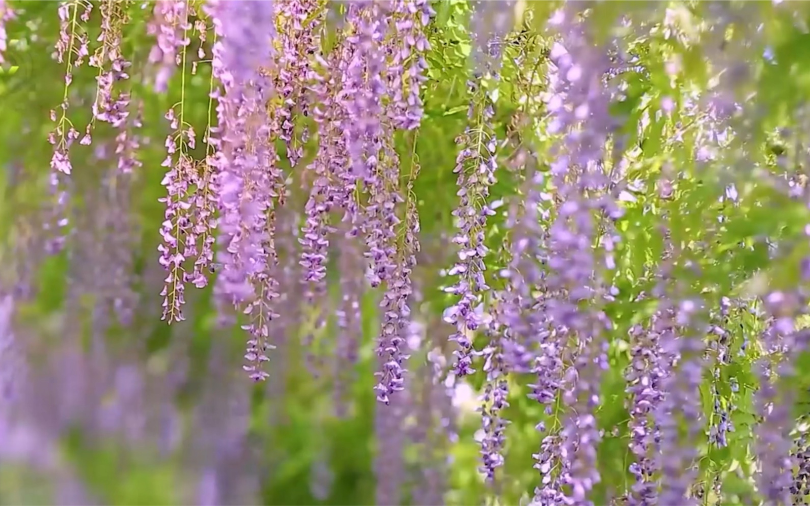 [图]紫藤花开 一年一度的春天