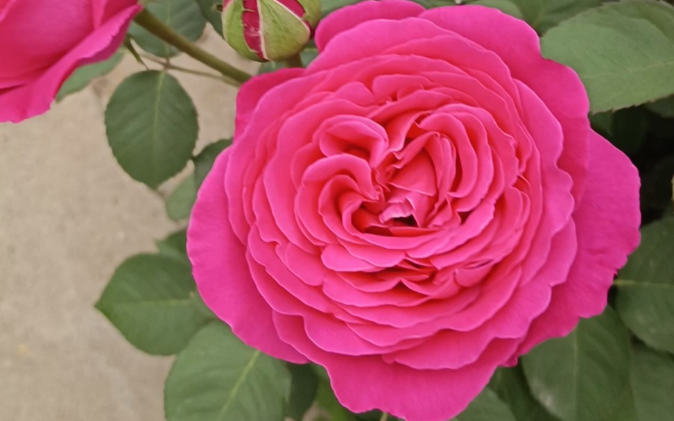 这应该我们中国本土的月季吧