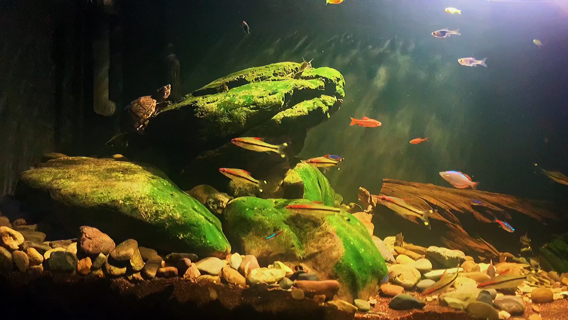 原生缸出了绿藻越来越自然了[ok]