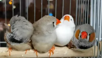 乖乖被抚摸的珍珠鸟发出满足的叫声 哔哩哔哩 Bilibili