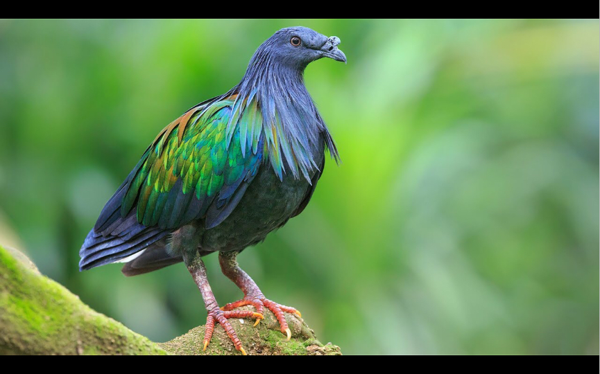 世界上最美丽的鸽子:绿蓑鸠