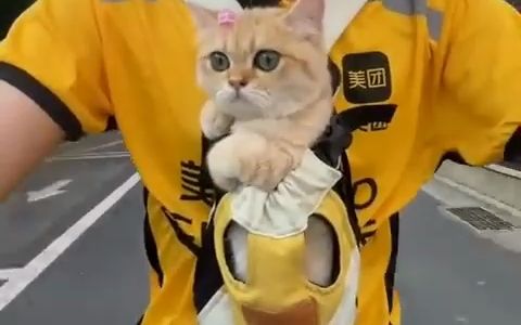 国外猫猫视频合集20230709哔哩哔哩bilibili