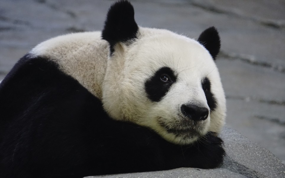 【大熊猫竹韵】睡成大方脸