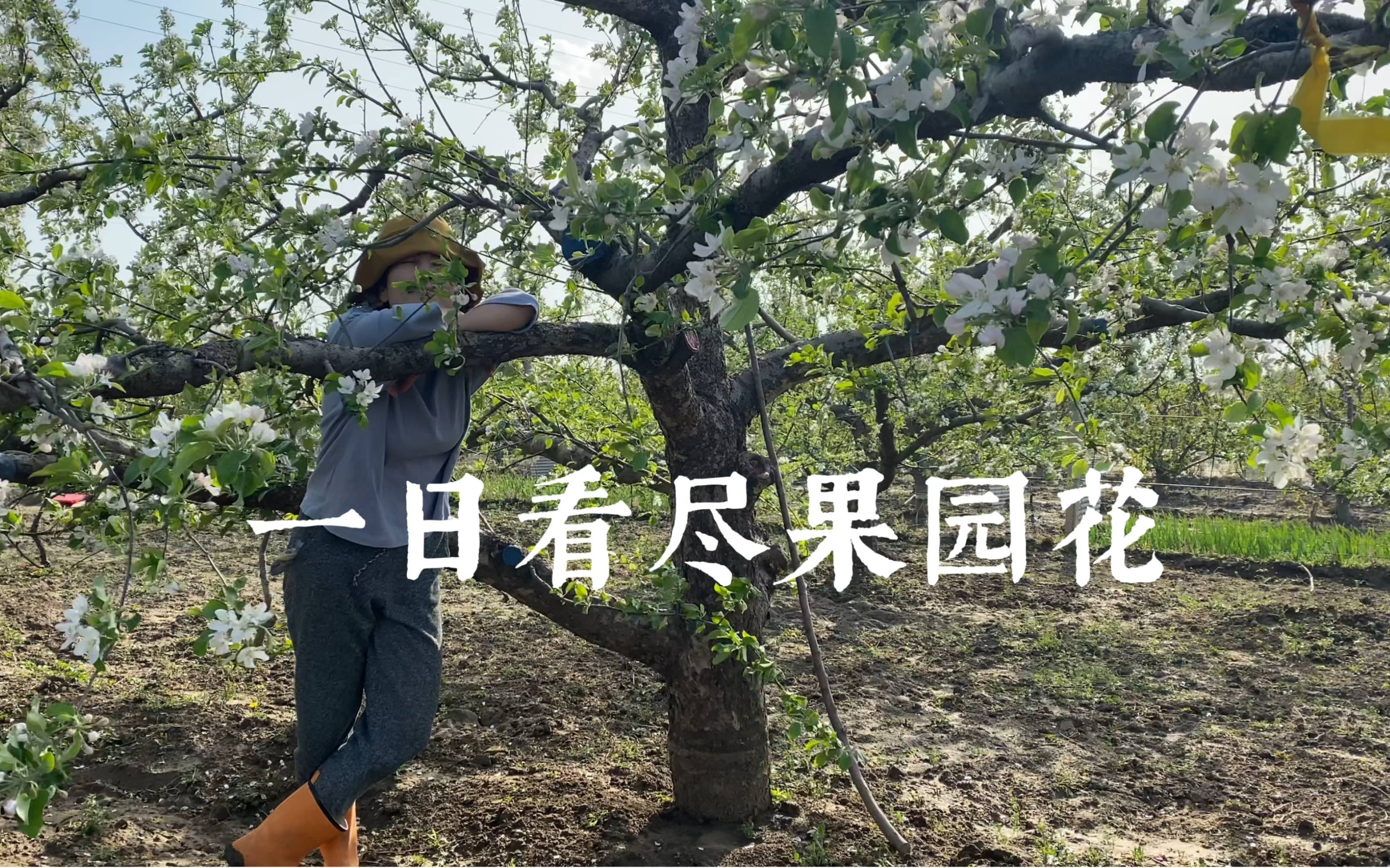 [图]一个农场，看遍杏花樱桃花李花苹果海棠和梨花～