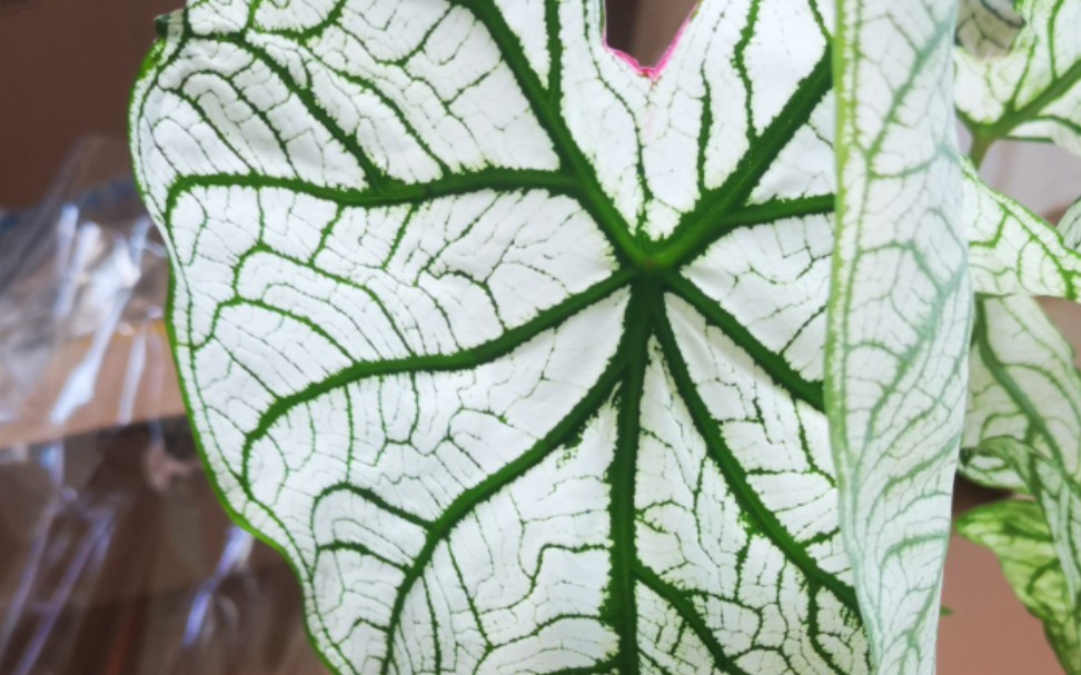 开箱 彩叶芋白色恋人