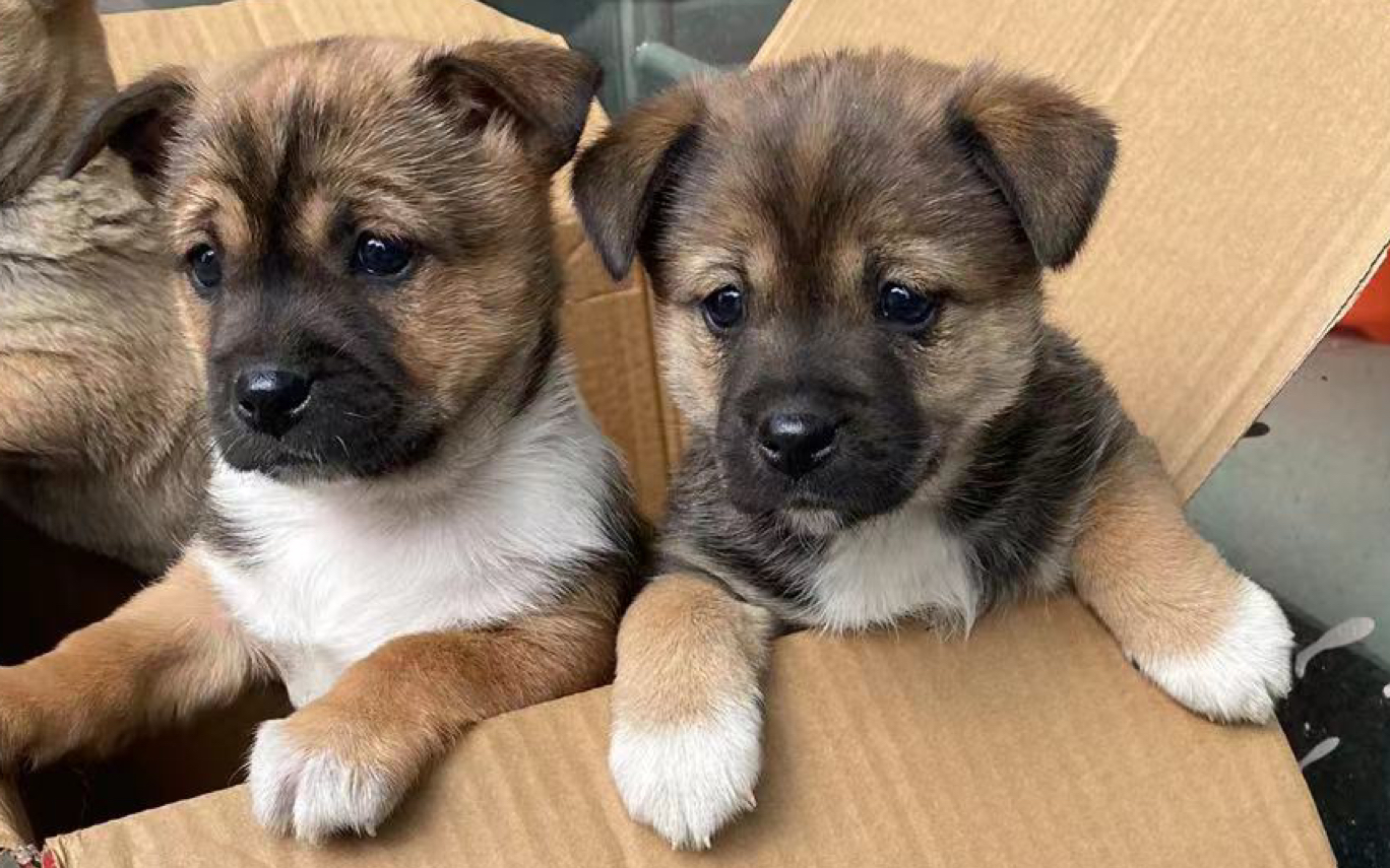 第一次见面的小奶狗和小奶猫