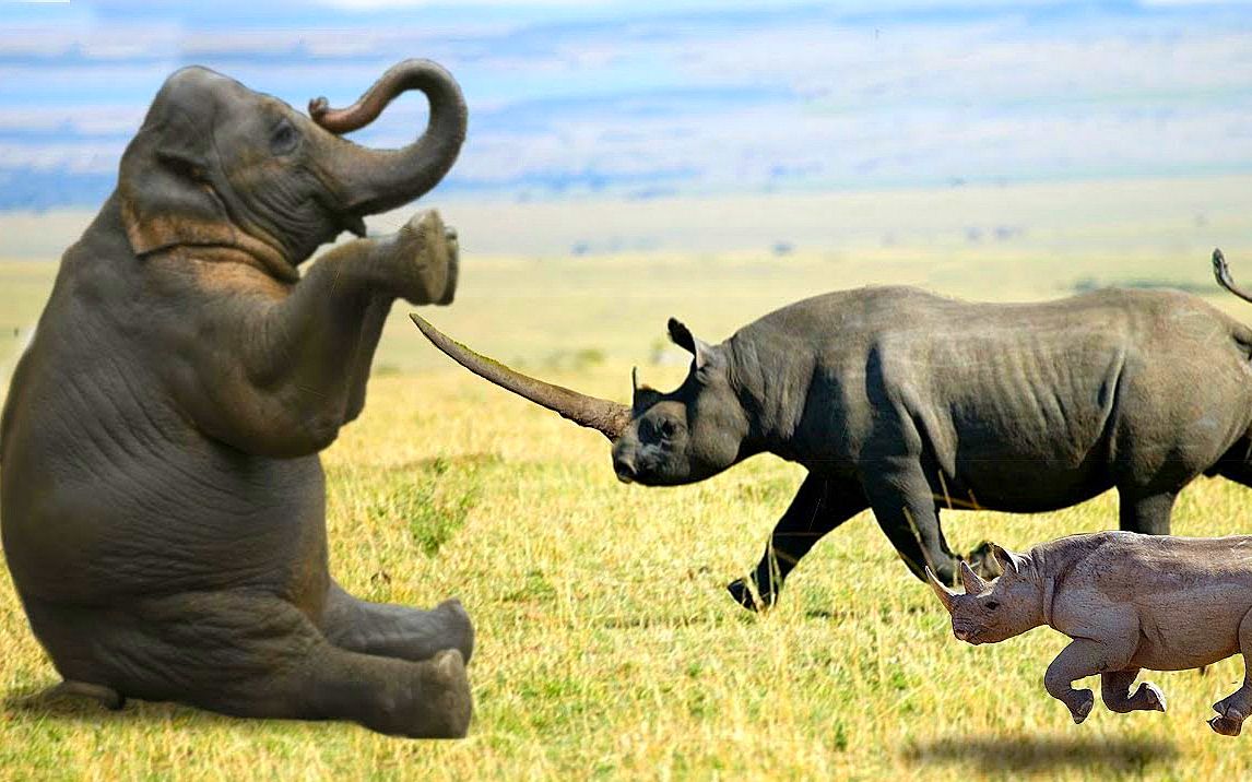 大象和犀牛打架,刚开始火药味十足,下一刻却画风突变!