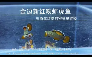 Descargar video: 找了一年的金边新红吻虾虎鱼