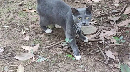 黑猫配蓝猫生啥猫图片