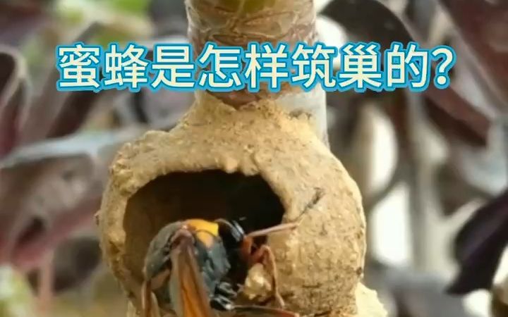 【自然奇趣】蜜蜂是怎样筑巢的?哔哩哔哩bilibili