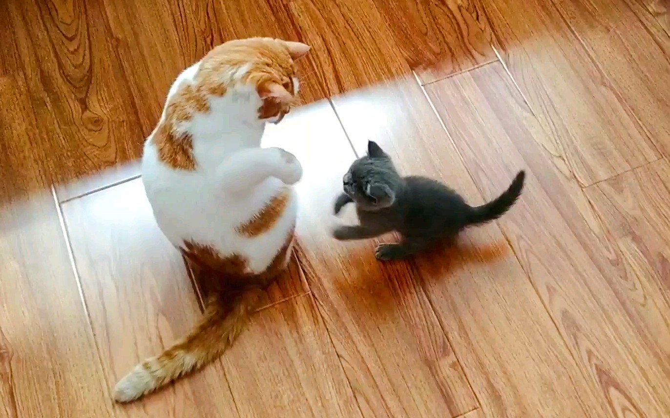 【橘猫金枪鱼】【英短蓝猫】大小猫过招:你过来呀!