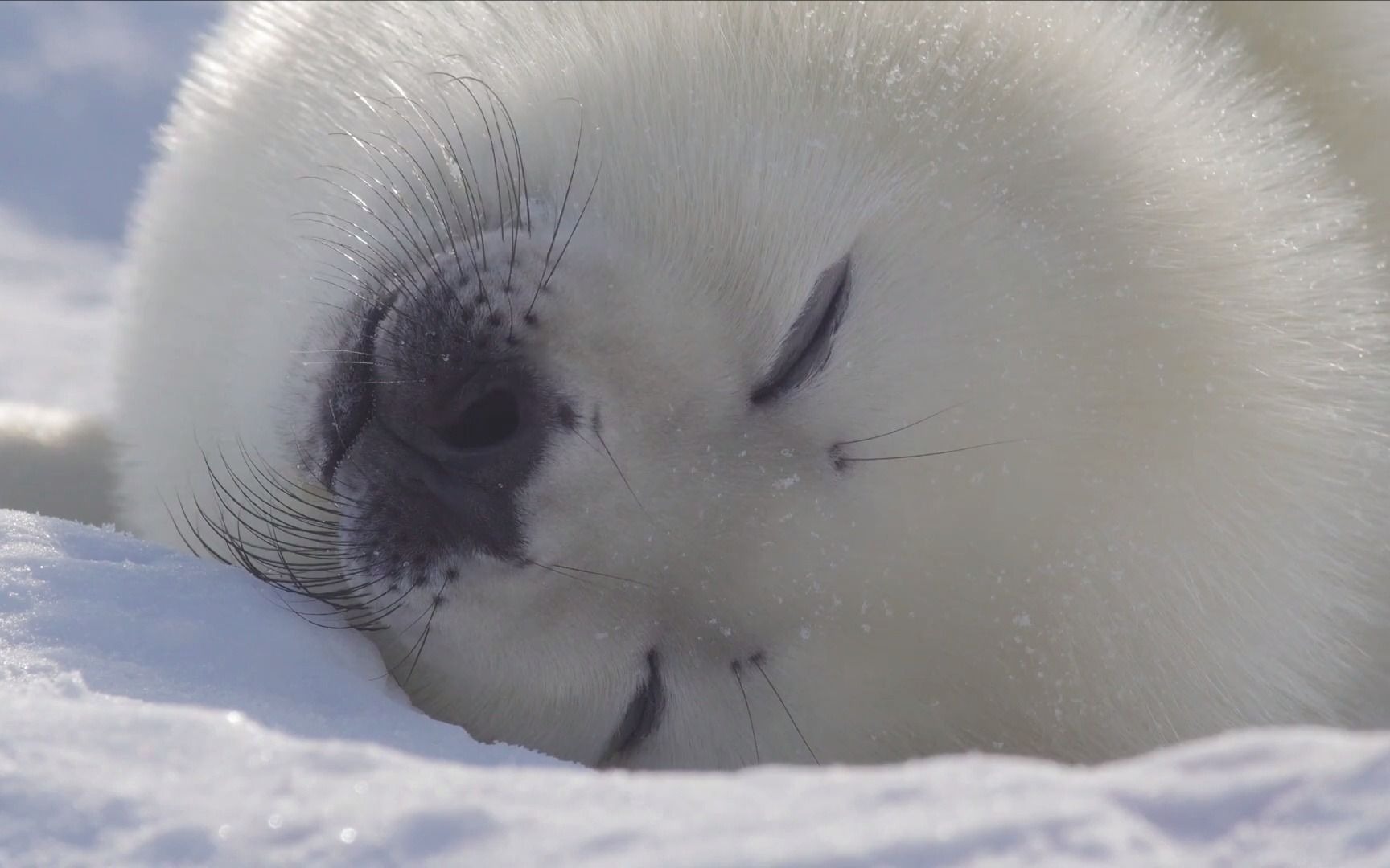 不要打扰海豹睡觉海豹睡觉海豹睡觉海豹睡觉