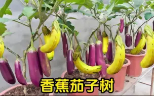 下载视频: 茄子树上真的能长香蕉吗