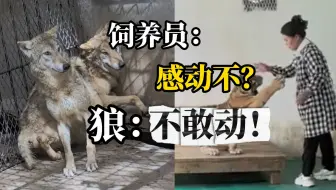 东北虎饲养员给狼喂鸡，把两只狼吓得瑟瑟发抖
