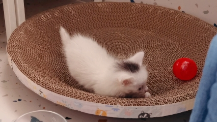 捡回家的小奶猫会玩球啦!
