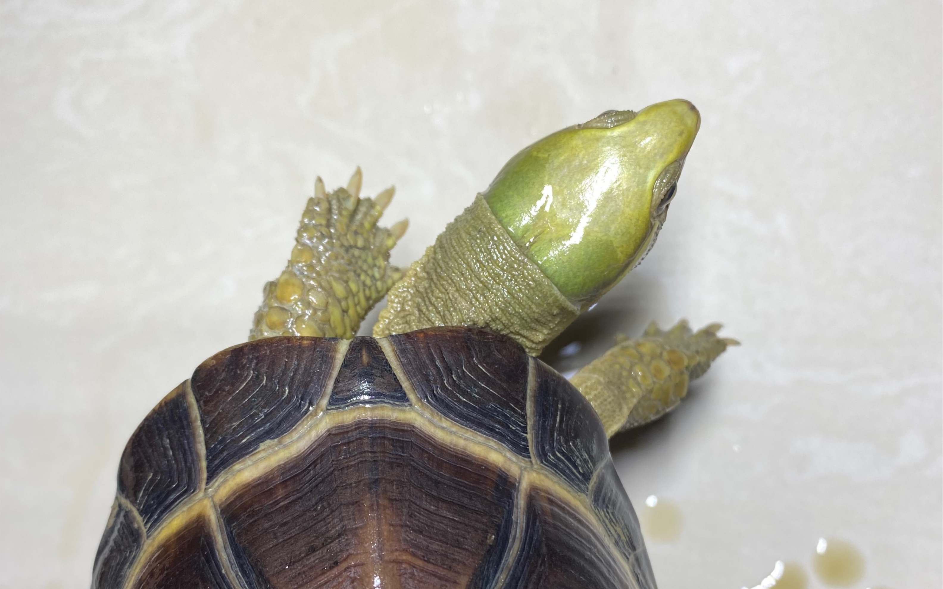 福建种野一代小青龟龟苗喂食