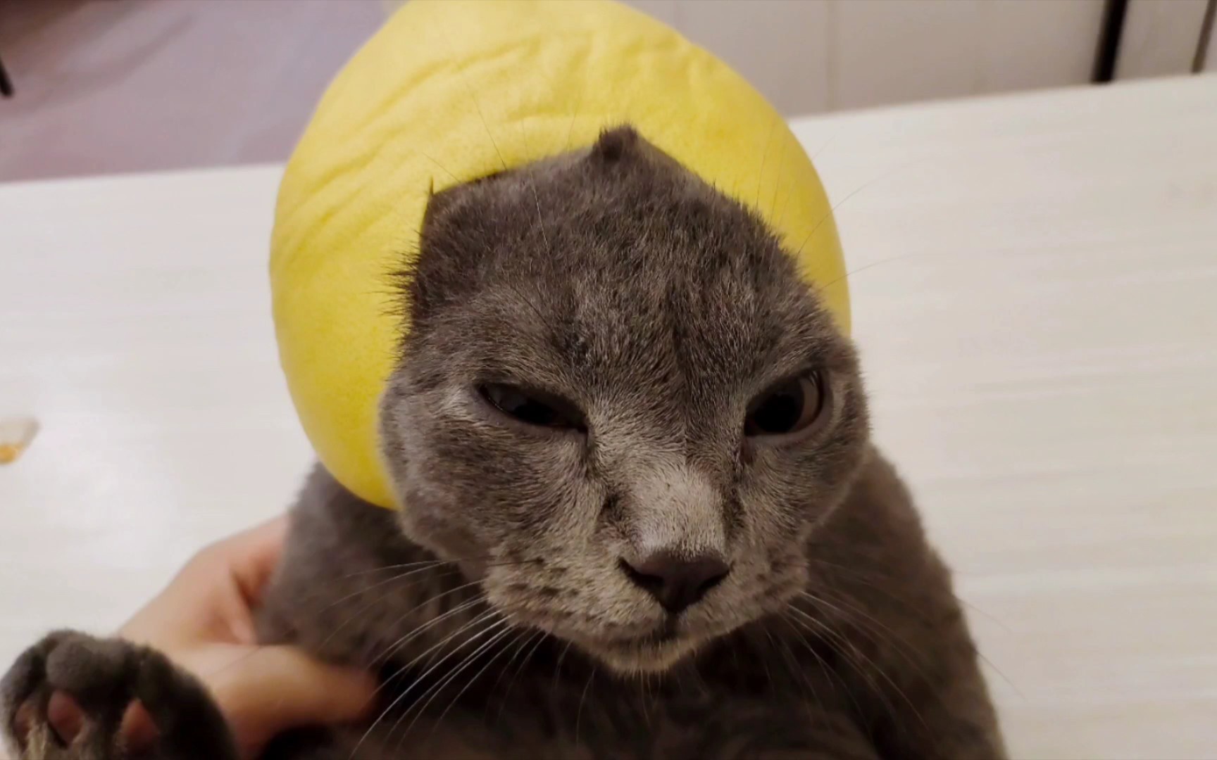 给小猫做个头盔.反应笑死我了