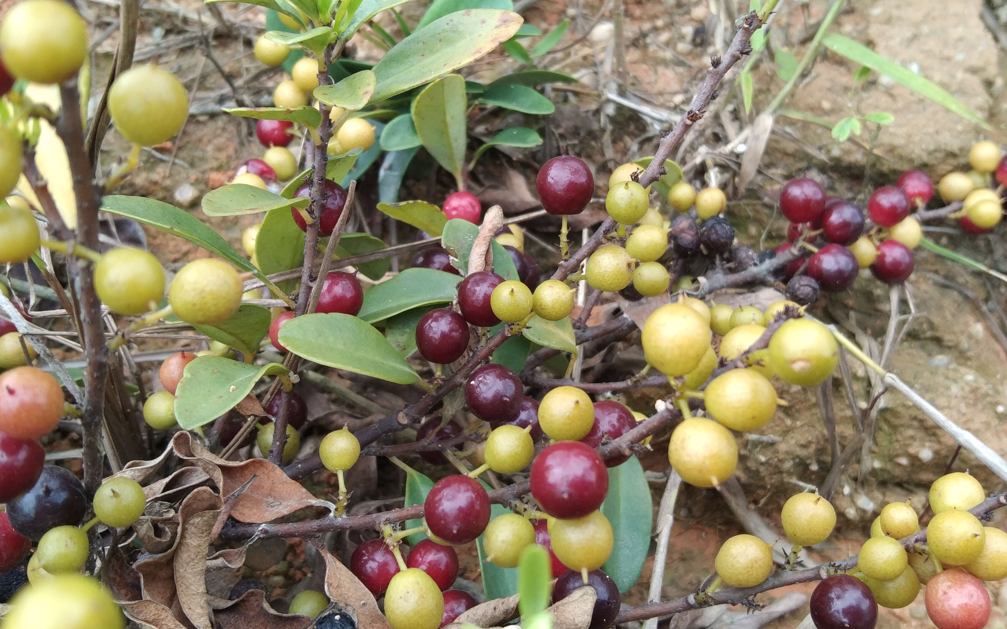 酸豆树果实图片