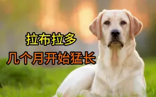 Download Video: 拉布拉多几个月开始猛长