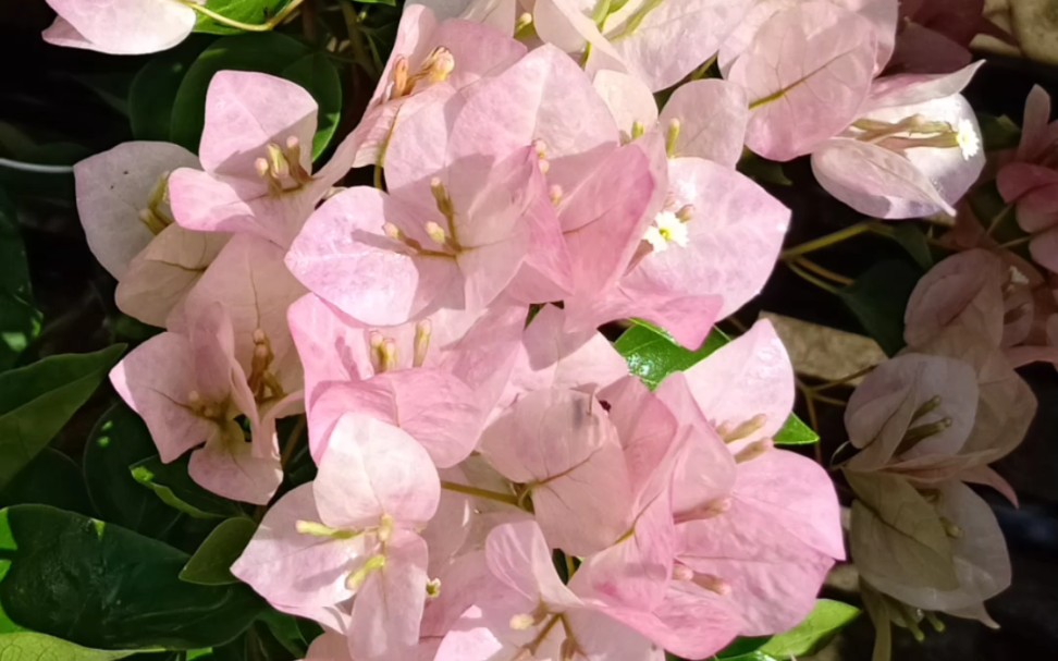 三角梅暗斑五宝