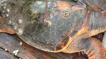 帮海龟扣藤壶你见过吗