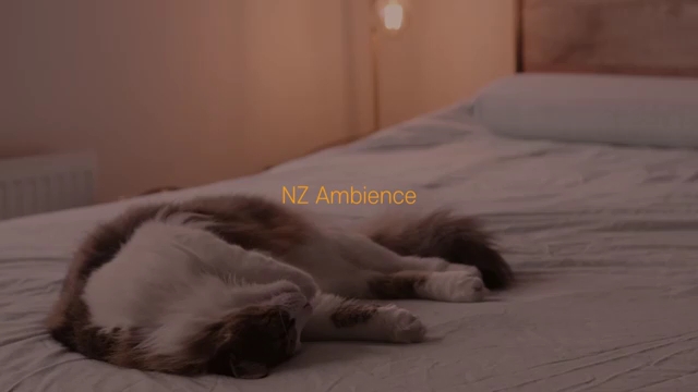 【NZ Ambience】和猫咪准备了LP唱片【学习时听的午觉频道背景音乐播放列表】哔哩哔哩bilibili