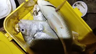 农村小伙钓腊鱼，放不下，真的放不下