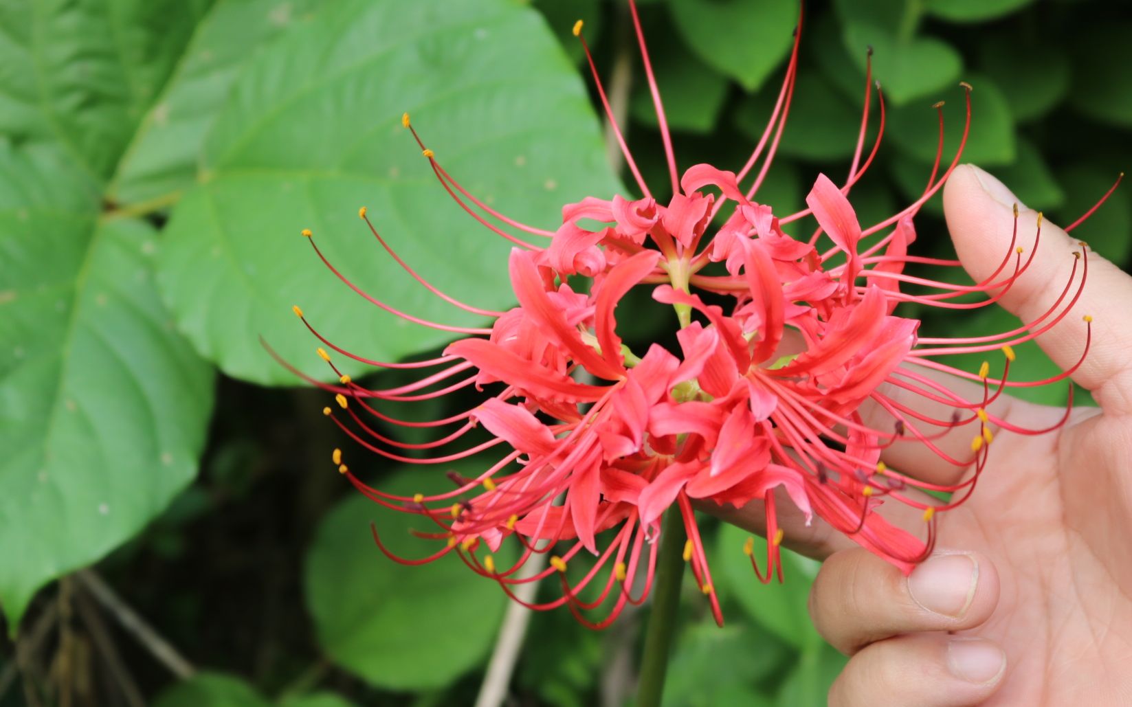 农村这种野生的"地狱之花",花和叶子永不相见,美得太不像话
