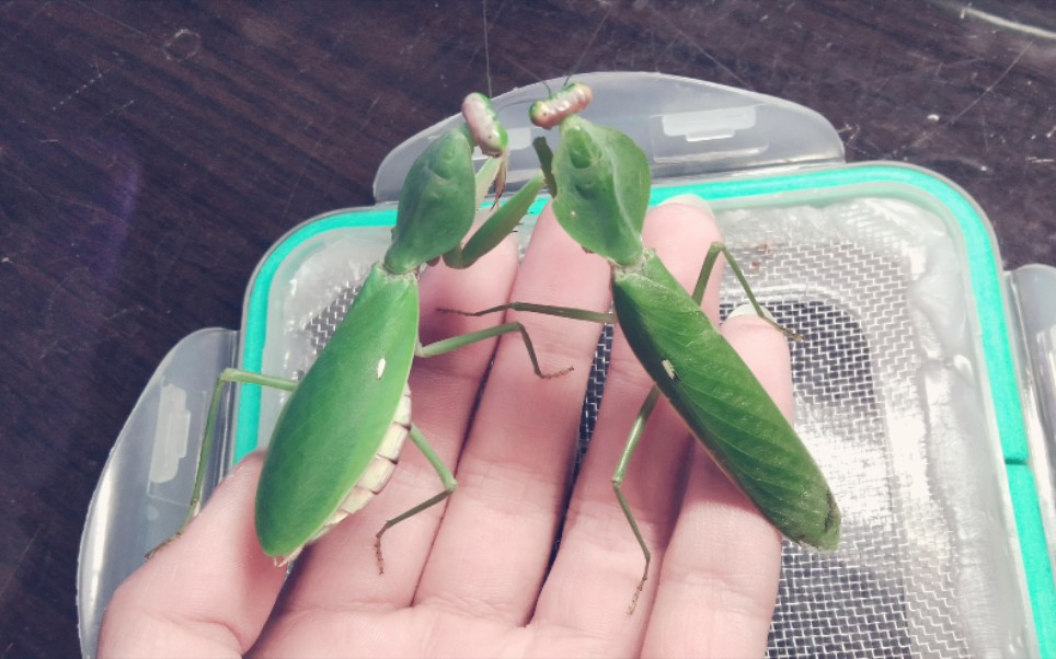 【桂盾】公螳螂和母螳螂的初次邂逅_哔哩哔哩_bilibili