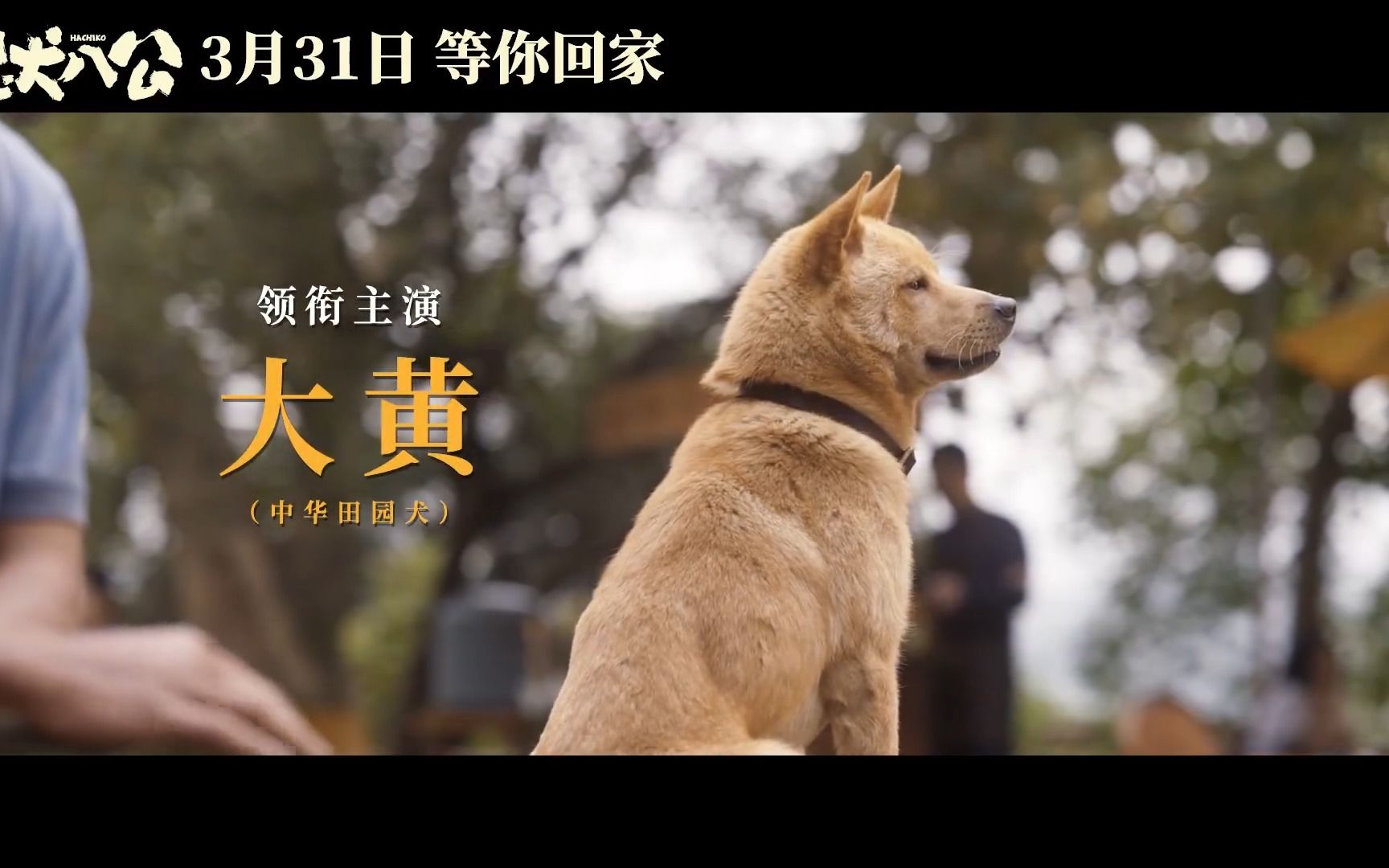 冯小刚,陈冲携中华田园犬大黄主演电影《忠犬八公》发布"八筒相伴"版