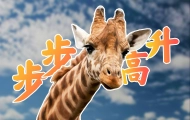 长颈鹿：我为什么high到不行