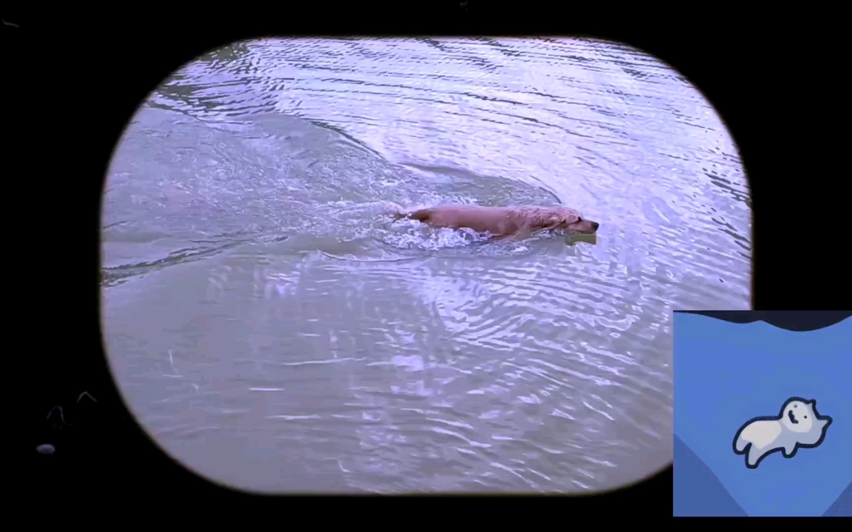 (金毛狗爬式游泳)