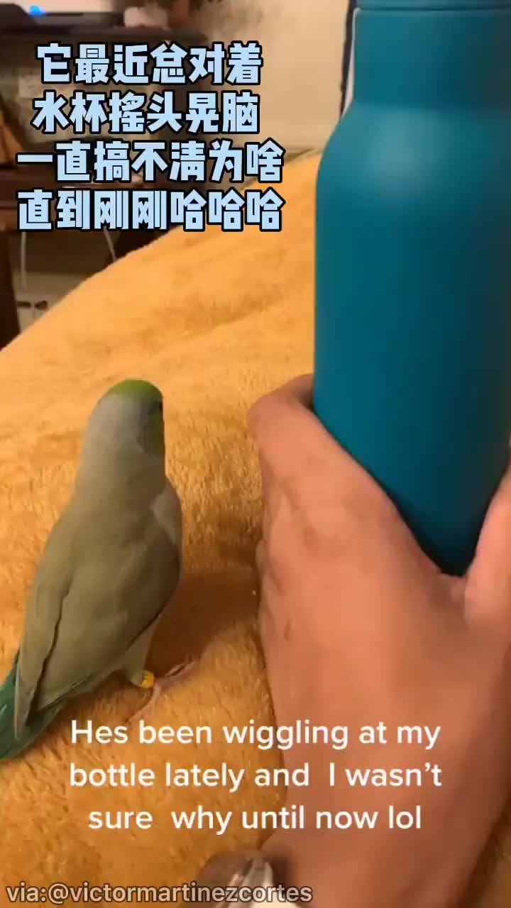 国外一饲主发现自家的鹦鹉总是喜欢在保温杯前摇头晃脑的,直到主人