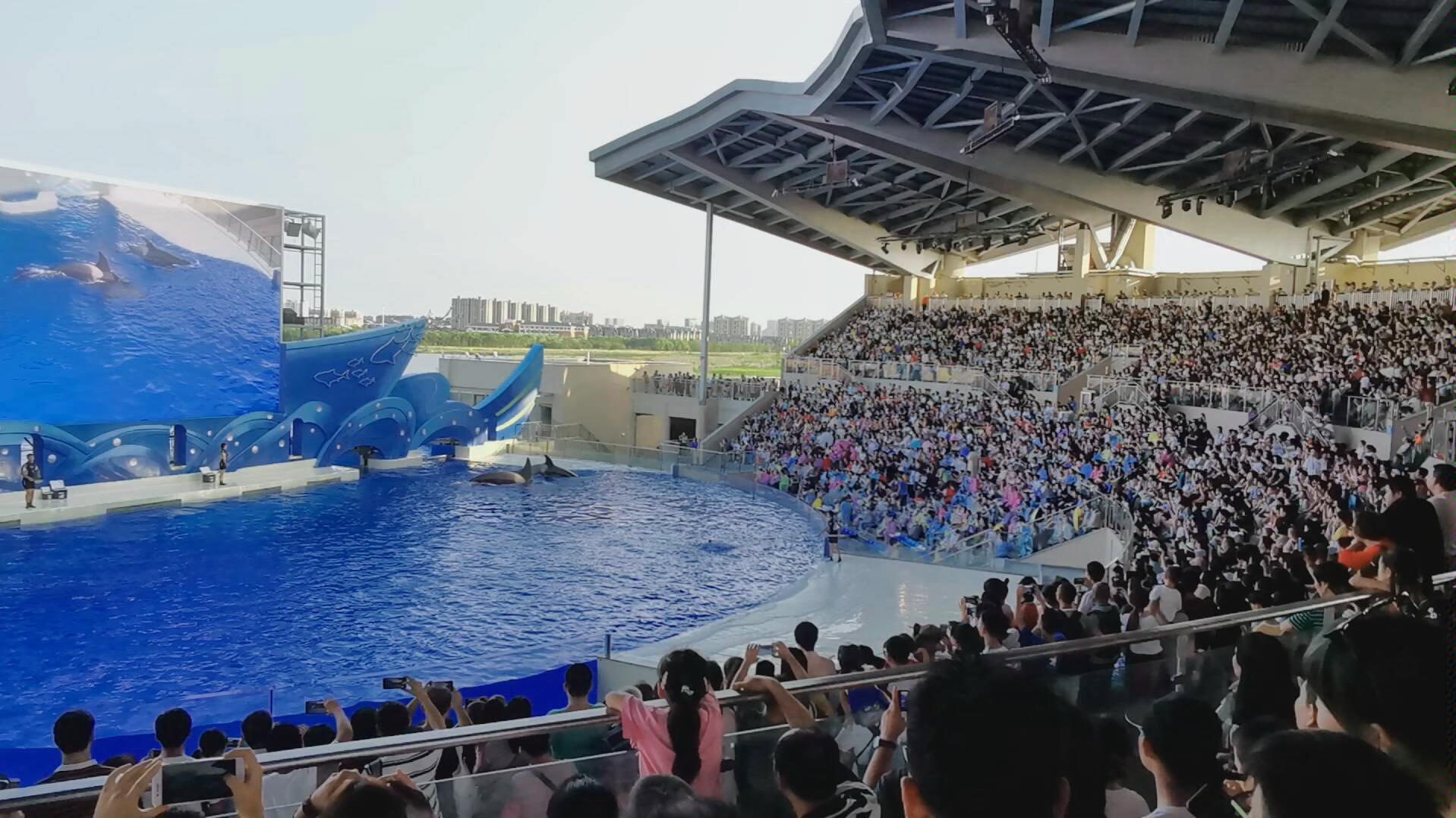 上海海昌海洋公园鲸鱼表演