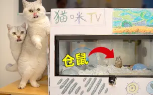 Download Video: 把仓鼠窝改造成猫咪电视，中途翻车做成灵堂，猫：看电视看饿了