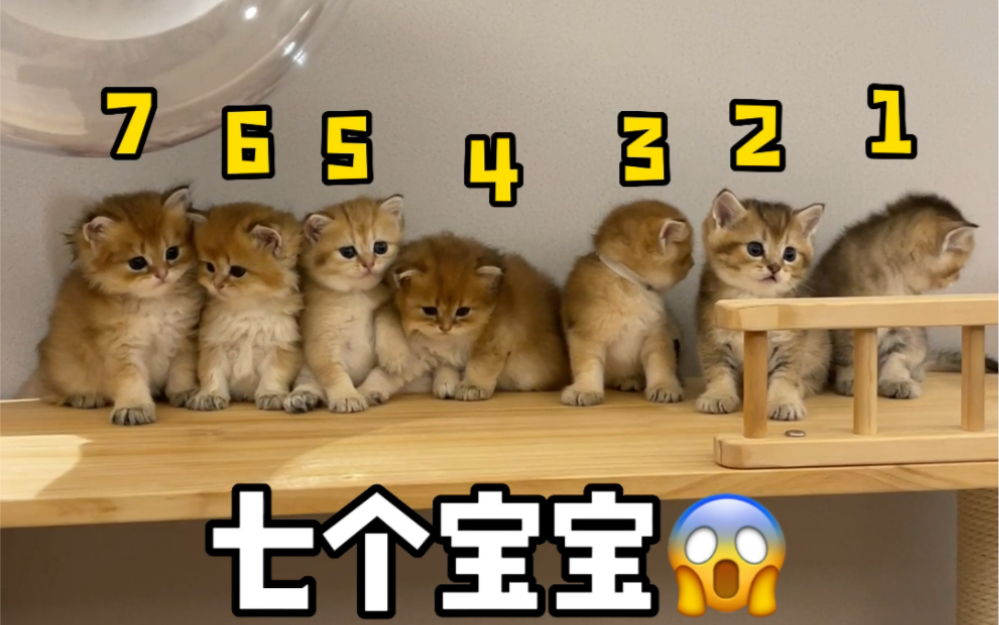 [图]七只小奶猫竟然有三个爸爸？？